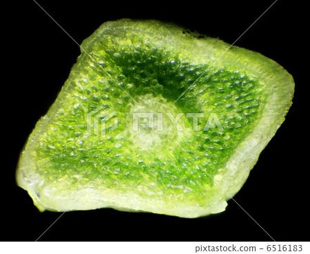 spruce needles under the microscope. spruce needles under the microscope. 6516183