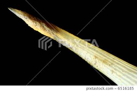 Needle hedgehog under the microscope Needle hedgehog under the microscope 6516185