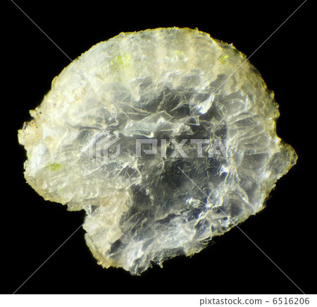 Needle hedgehog under the microscope 6516206