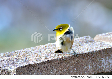 White-eye 6516397