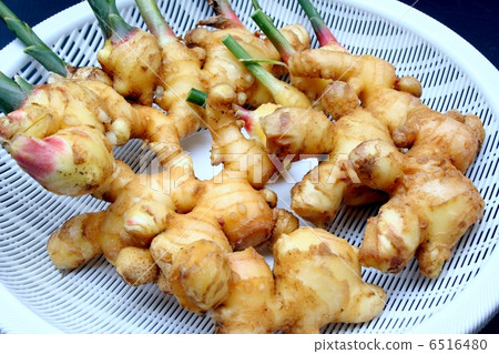 Golden ginger 6516480