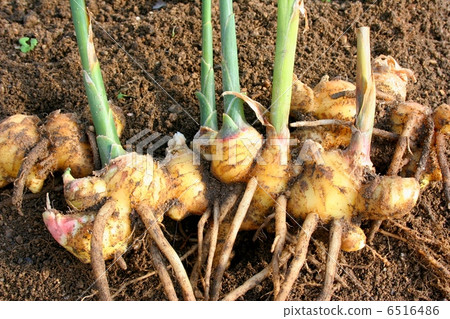 The golden gold dug up 6516486