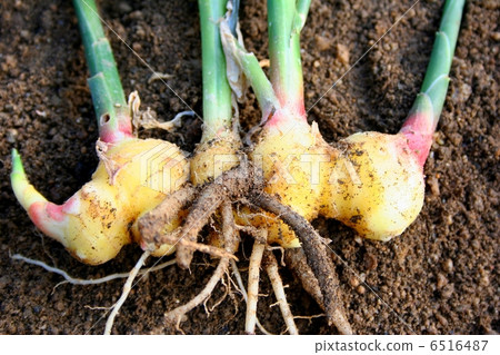 The golden ginger digging up ginger 6516487