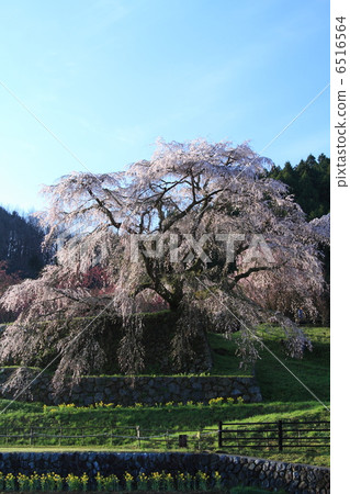 Cherry Blossoms 3 6516564