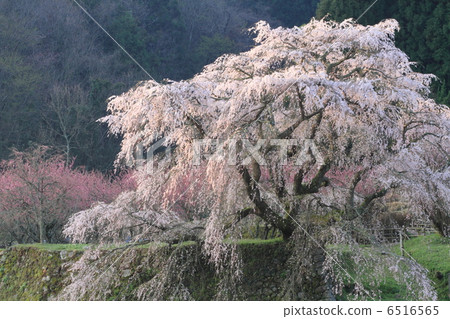 Cherry Blossoms 4 Cherry Blossoms 4 6516565