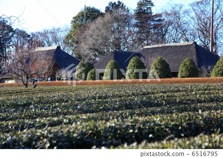 Furukawa Comprehensive Park Tea Field and Private House - in Furukawa 6516795