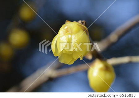 Rowbai (wax plum) 6516835