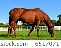 Thoroughbred on the ranch (Time Paradox) 6517071