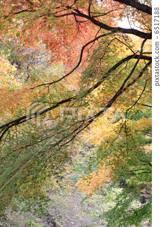 那須鹽原秋葉 那須鹽原秋葉 6517188