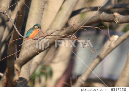 Kingfisher 6517258