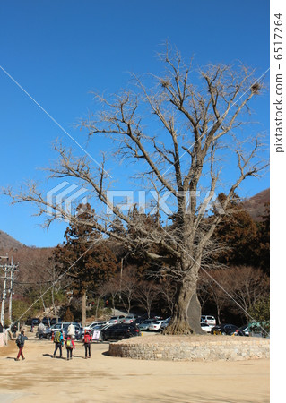 韓國釜山貝索寺 6517264
