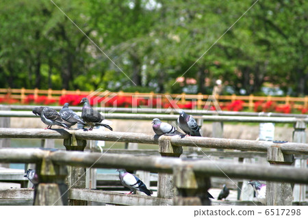 Nagaoka Tenmangu Shimizu Bridge's dove Nagaoka Tenmangu Shimizu Bridge's dove 6517298