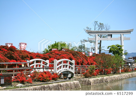 Kirishima azalea in Nagaoka Tenman-gu Kirishima azalea in Nagaoka Tenman-gu 6517299