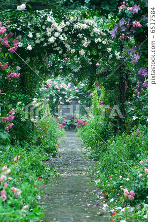 玫瑰園 6517584