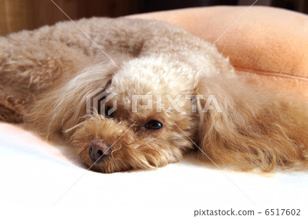 像玩具貴賓犬一樣悠閒 像玩具貴賓犬一樣悠閒 6517602