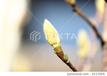 Hakkumen's bud 6517609