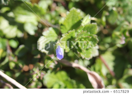 Persian speedwell 6517829