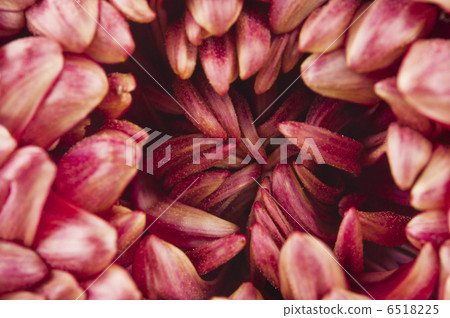 beauty color chrysanthemum flower beauty color chrysanthemum flower 6518225