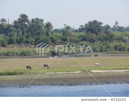 Landscape with Nile River and Horses 6518242