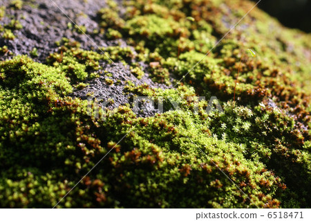 苔蘚岩石 6518471