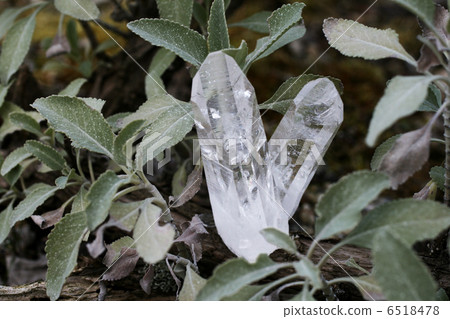 白色鼠尾草和水晶 白色鼠尾草和水晶 6518478