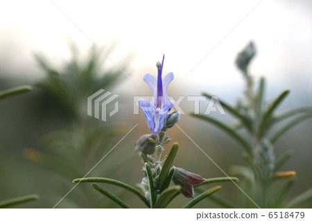 迷迭香花 6518479