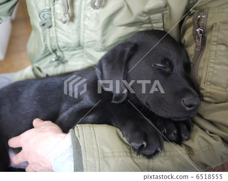 In my dreams in the heart of my favorite person 6518555