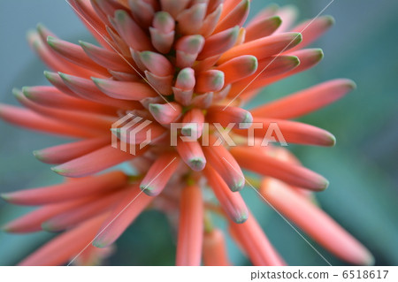 蘆薈的花2 6518617