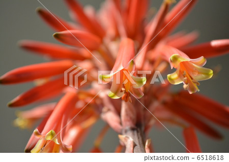 蘆薈的花1 蘆薈的花1 6518618