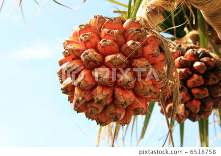Fruit of Adan 6518758