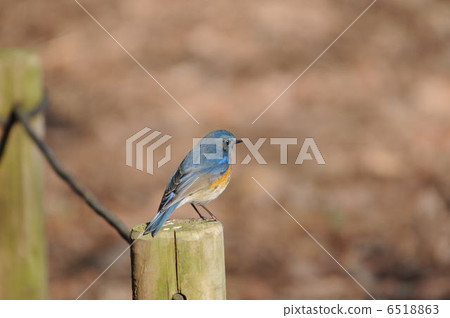 Ruribitaki Ruribitaki 6518863