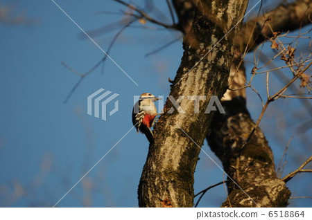 Akagera Akagera 6518864