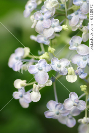 Horse mackerel 6518972