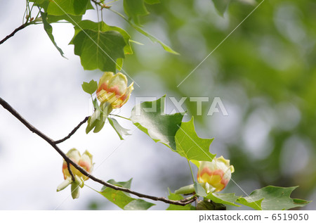 Tulip flowers Tulip flowers 6519050