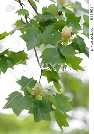 Tulip flowers Tulip flowers 6519054