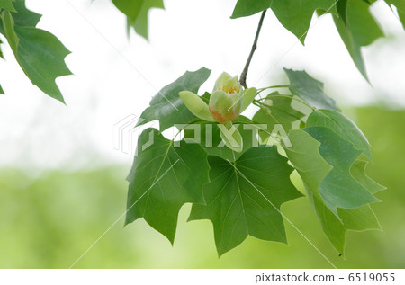 Tulip flowers 6519055