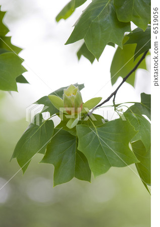 Tulip flowers 6519056