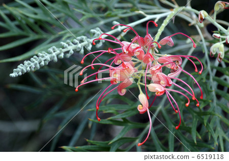 Grevirea Grevirea 6519118