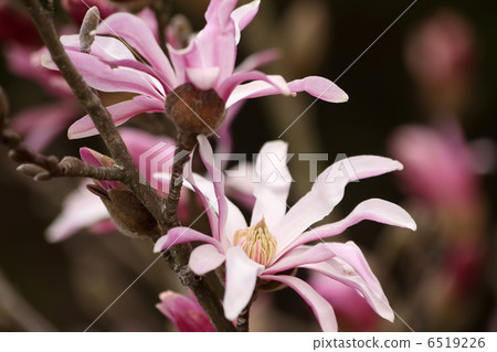 星花木蘭 星花木蘭 6519226