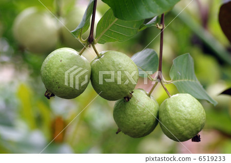 Guava fruit 6519233