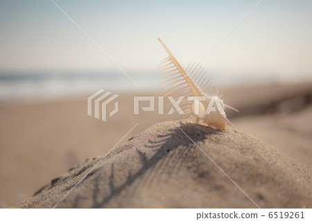 與藍天的Honeymai 6519261