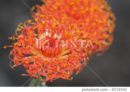 Scarlet crown Senecio Scarlet crown Senecio 6519342
