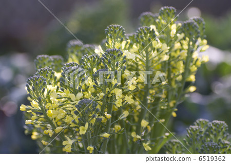 Stem broccoli 6519362