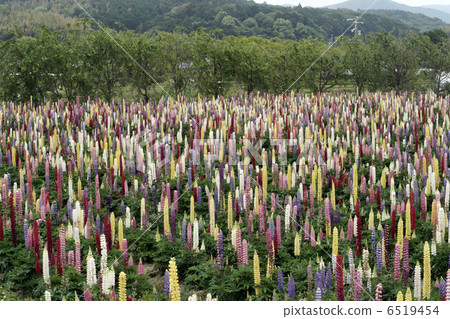 Lupine group Lupine group 6519454