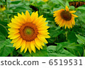 Sun Flower  6519531