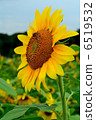 Sun Flower  6519532