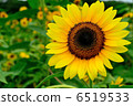 Sun Flower  6519533