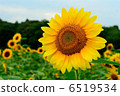 Sun Flower  6519534