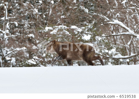 Japanese serow Japanese serow 6519538