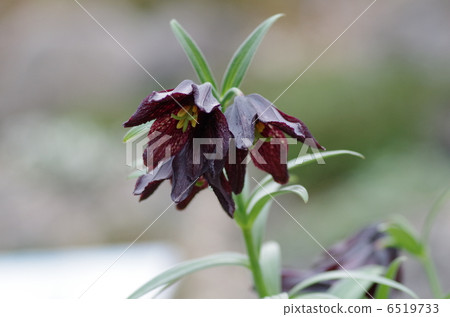 Black lily 6519733